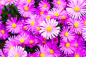 Obraz na płótnie Canvas purple american aster flowers blooming in the garden in autumn