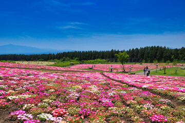 Livingstone Daisy Kuju Flower Park