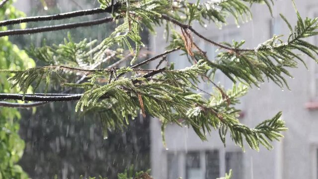 Sunshower, rain on a sunny day falls on an Araucaria tree in Mexico City, Mexico