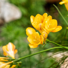Obraz premium yellow colored freesia flowers closeup in the garden