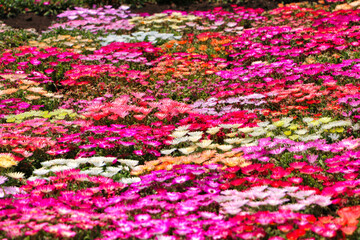 Livingstone Daisy Kuju Flower Park