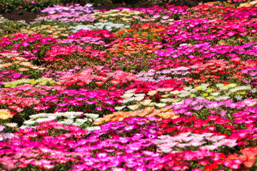 Fototapeta premium Livingstone Daisy Kuju Flower Park