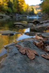 Maple dead leaves on the stone of the river bank with neutral background