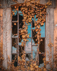 Branches of dried ivy partially cover a window with some broken glass in an old ruined building