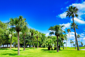 Blue sky and palm trees and lawn