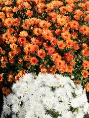 Variety of orange and white chrysanthemums or Florist's daisy 