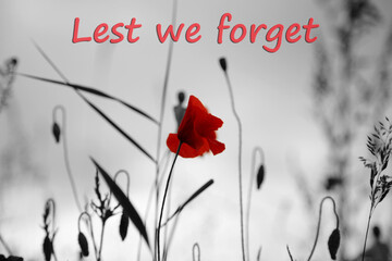 lest we forget on an image of a red poppy in a field,  remembrance day concept.  With selective colour