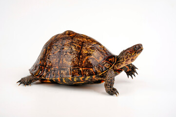 Pracht-Erdschildkröte // Painted wood turtle (Rhinoclemmys pulcherrima manni)