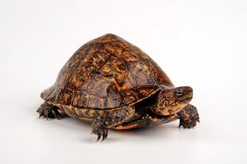 Painted wood turtle // Pracht-Erdschildkröte (Rhinoclemmys pulcherrima manni)