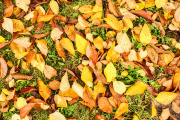 Hojas secas de √°rbol caidas sobre cesped durante el oto√±o