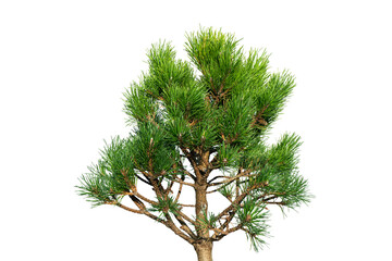 Pine bonsai tree isolated on white background. Green dwarf pine isolated on white background....