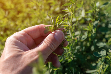 Farmer examining lucerne alfalfa crops in field, close up of male hand - obrazy, fototapety, plakaty