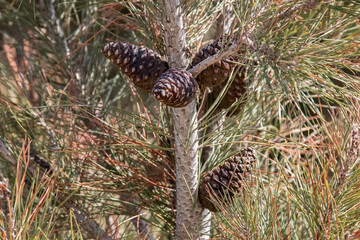 Evergreen pine tree branch with young shoots and fresh green buds, needles close-up
