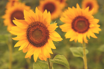 Beautiful sunflower head blooming in field