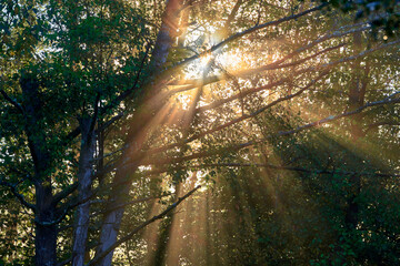rays of light in an atmosphere of mist in the forest