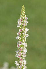 Close up of a verbascum chaixii flower in bloom