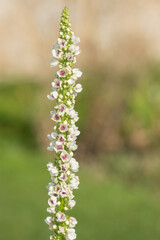 Fototapeta premium Close up of a verbascum chaixii flower in bloom