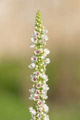 Close up of a verbascum chaixii flower in bloom