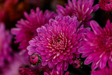  Blooming beautiful lilac chrysanthemum at the flower show.