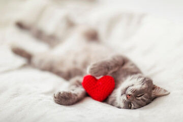 cute cat lies on a white bed and sleeping surrounded by bright red hearts