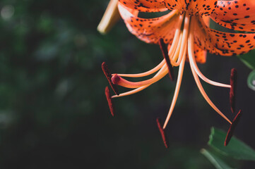 Orange tiger lily flower close-up with dark blurred background. Shallow depth of field.