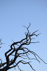 tree branches against blue sky,nature landscape,minimalism