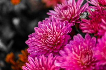Blooming beautiful purple fairy chrysanthemum in a flower shop.