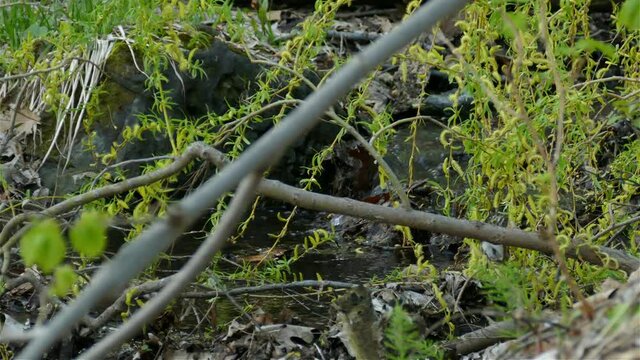 Bird Fly From Branch To Branch Next To Water Stream