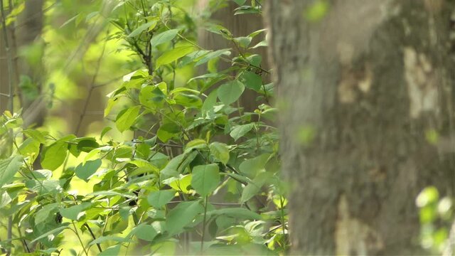 Bird Sitting On Leafy Branch, Takes Off, Static View