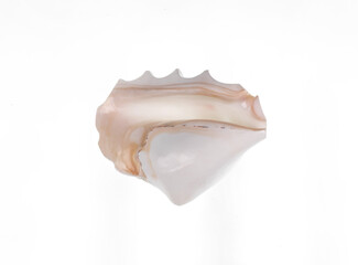 Naklejka premium white decorative seashell isolated on white background