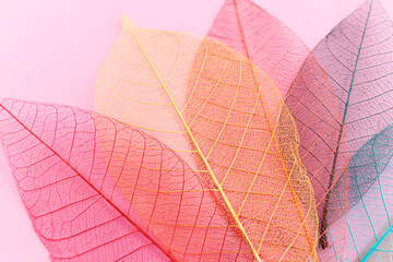 Fototapeta premium Colorful transparent and delicate leaves pastel background