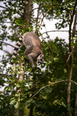lemur eating on tree