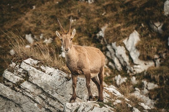 Etagne (bouquetin) des Alpes Suisses.