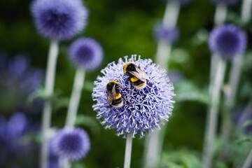Bees on a purple Globe Thistle flower