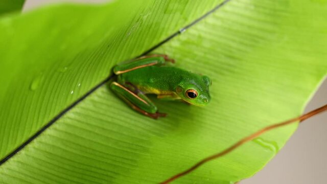 White-lipped tree frog (Nyctimystes infrafrenatus) on the green leaf