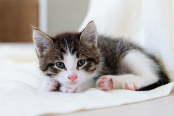 cute brown kitten cat on a white blanket at home close-up looking at the camera. High quality photo