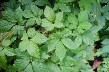 Fototapeta na wymiar Jiaogulan leaves, Plant is biennial vine. The leaf is used to make medicine. Jiaogulan is sometimes referred to as Southern Ginseng