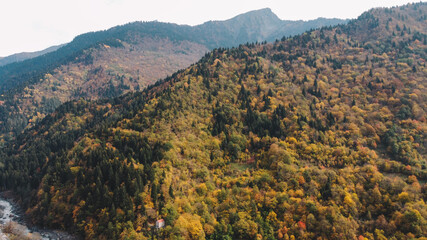 Autumn in the mountain forest. Autumn colors in forest aerial view.