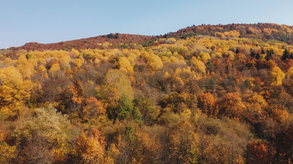 Autumn in the mountain forest. Autumn colors in forest aerial view.
