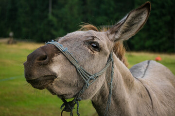 Friendly donkey looking at the camera