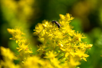 close up of macon wasp foraging a yellow flower