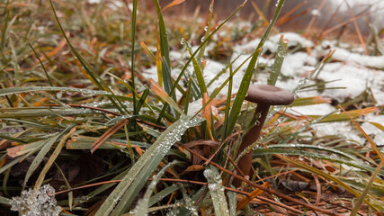 Lactarius rufus mushroom in the snow. Red hot milk cap in late autum