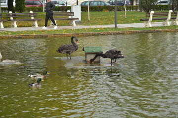 family of ducks