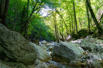 mountain river bed in a canyon, forest