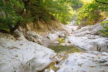 mountain river bed in a canyon, forest