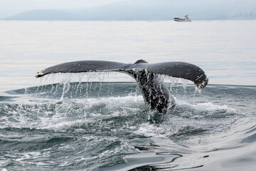 A humpback whale raises its powerful tail over the ocean water. The whale sprays water. Scientific...