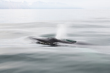 A humpback whale raises its powerful tail over the ocean water. The whale sprays water. Scientific name: Megaptera novaeangliae. Iceland.