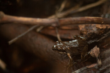A brown frog sits on the branches of a tree