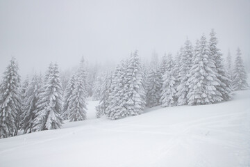 magic winter landscape with snowy fir trees