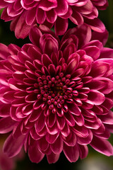 close up of Chrysanthemum purple flower , gardening autumn colour .